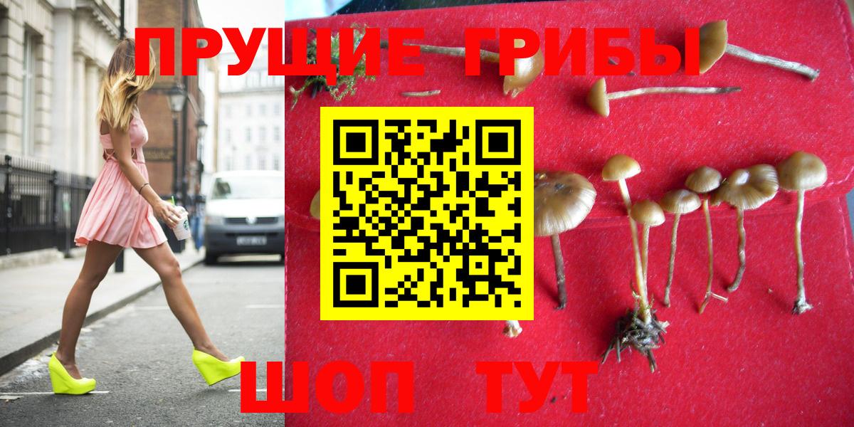 Псилоцибиновые грибы Cubensis Солнечногорск